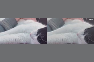 a thumdnail for published video. My cat purring the hell out of her chest